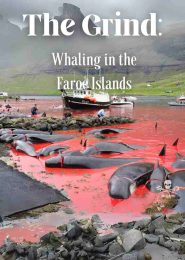 The Grind: Whaling in the Faroe Islands (2015) | Full Documentary