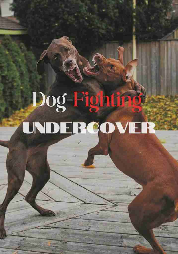 Dog-Fighting Undercover (2007) | Full Documentary