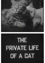 The Private Life of a Cat (1946) | Full Documentary