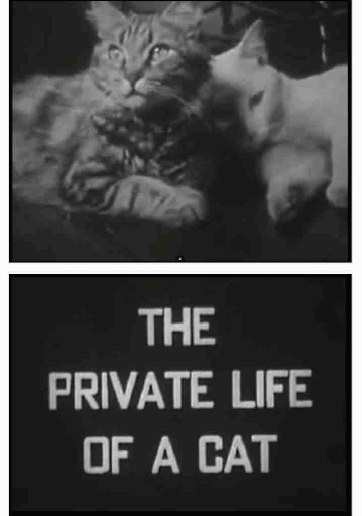 The Private Life of a Cat (1946) | Full Documentary