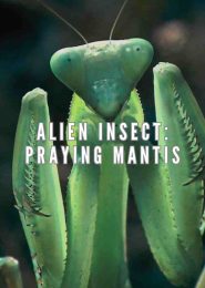 Alien Insect: Praying Mantis (2006) | Full Documentary