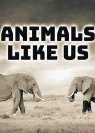 Animals Like Us: Business (2004) | Full Documentary