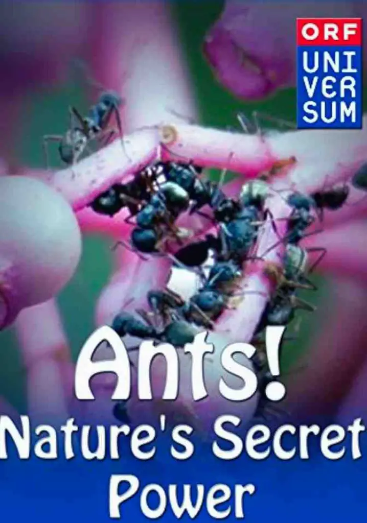 Ants: Nature’s Secret Power (2006) | Full Documentary