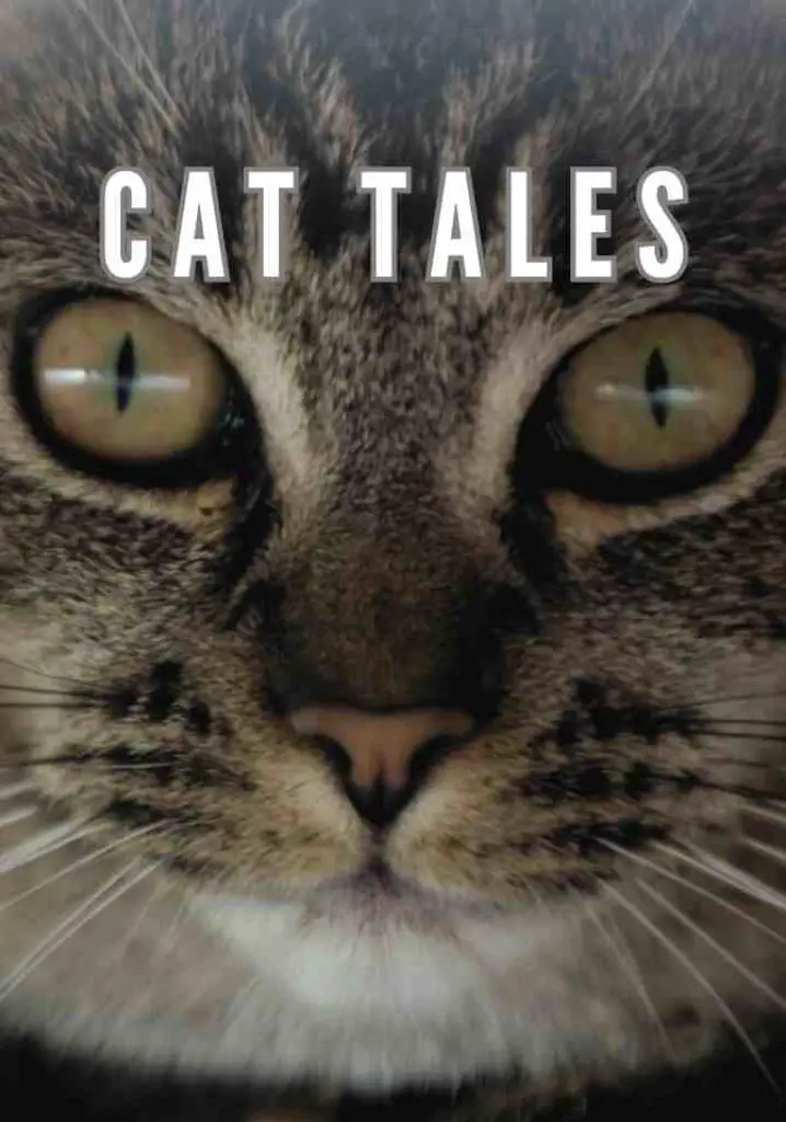 Cat Tales (2020) | Full Documentary