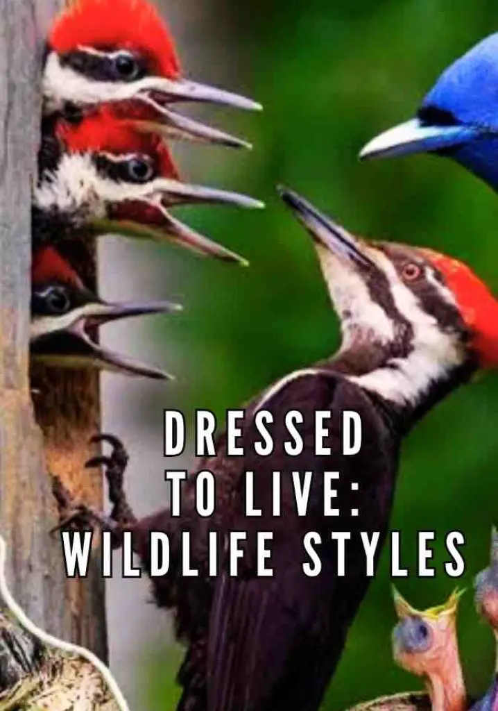 Dressed to Live: Wildlife Styles (2013) | Full Documentary