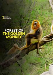 Forest of the Golden Monkey (2020) | Full Documentary