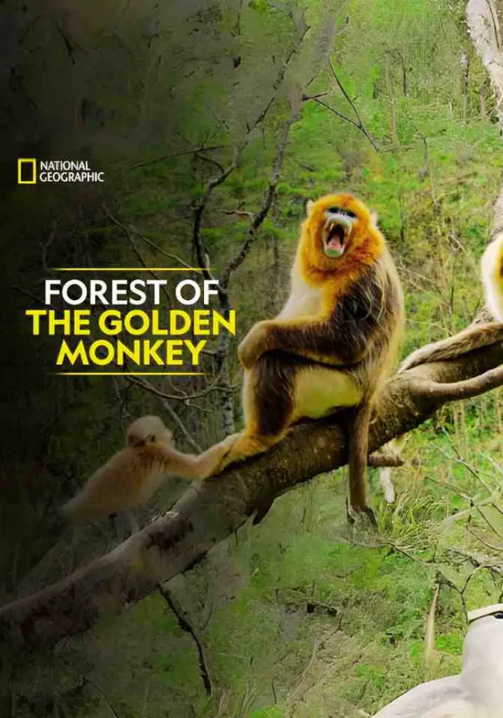 Forest of the Golden Monkey (2020) | Full Documentary