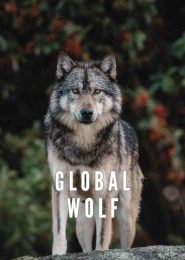 Global Wolf (2003) | Full Documentary