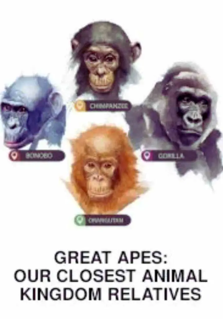 Great Apes: Our Closest Animal Kingdom Relatives (2021) | Full Documentary