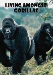 Living amongst Gorillas (2011) | Full Documentary