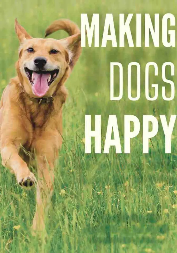 Making Dogs Happy (2016) | Full Documentary