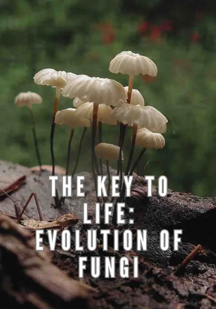 The Key to Life: Evolution of Fungi (2022) | Full Documentary