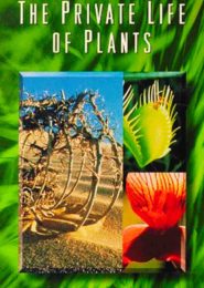 The Private Life of Plants (1995) | Full Documentary