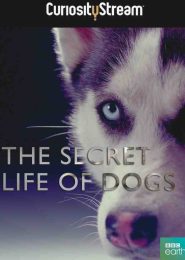 The Secret Life of the Dog (2010) | Full Documentary