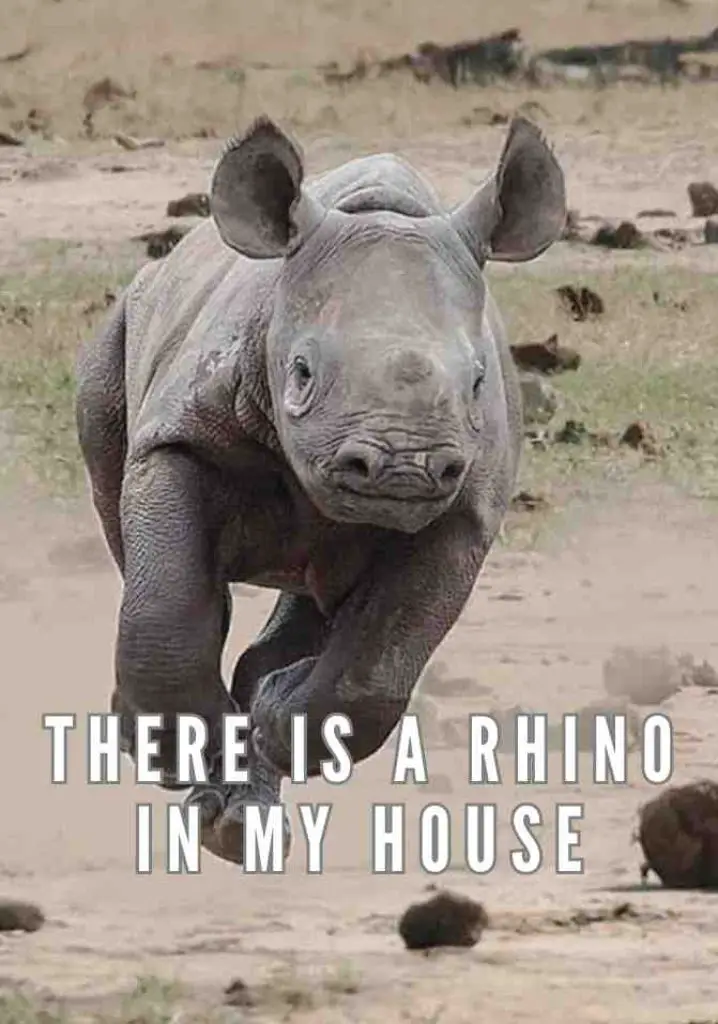 There Is a Rhino In My House (2011) | Full Documentary