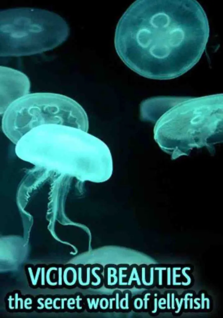 Vicious Beauties: The Secret World of the Jellyfish (2010) | Full Documentary